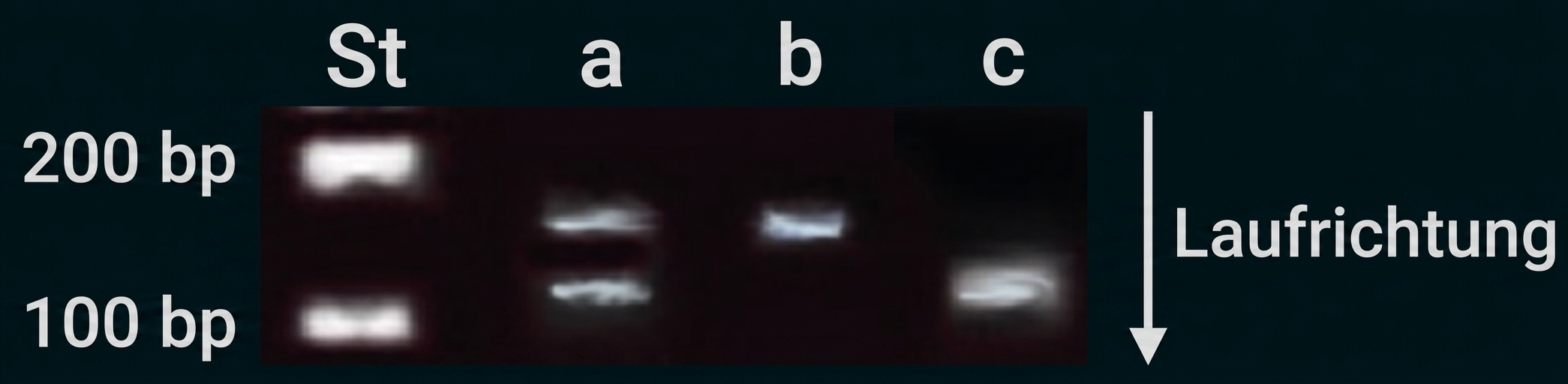 Gelelektrophorese mit DNA-Banden in den Spuren St, a, b und c, markiert mit 100 bp und 200 bp.